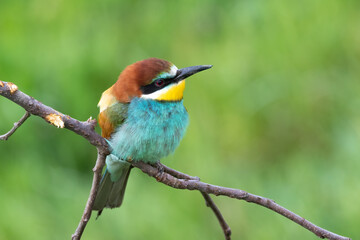 Bee eater perched on branch (Merops apiaster)