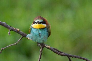 European bee eater perched on branch Merops apiaster rest in natural habitat