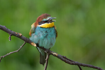 European bee eater resting and singing on tree branch Merops apiaster