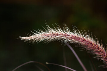 Red plant in the sunshine