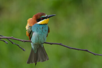 bee eater bird merops apiaster