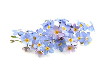 Spring blue flowers Myosotis isolated on white background.  Flowers Myosotis are called forget-me-not or scorpion grasses.
