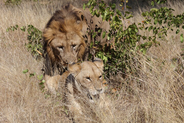 Afrikanischer Löwe / African lion / Panthera leo..