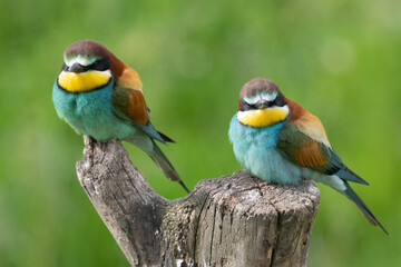 European bee eater pair on tree stump Merops apiaster couple