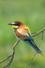 Bee eater perched on branch (Merops apiaster)