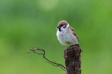 Tree sparrow (Passer montanus) perched