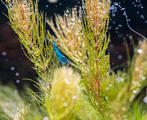 Neocaridina Davidi Blue Dream I