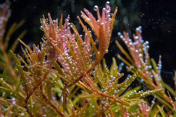 Rotala H'Ra