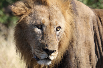Afrikanischer Löwe / African lion / Panthera leo.