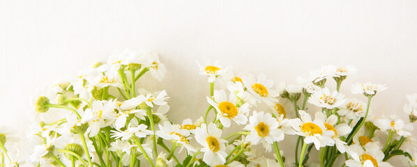 flowers matricaria on a light beige background, space for text