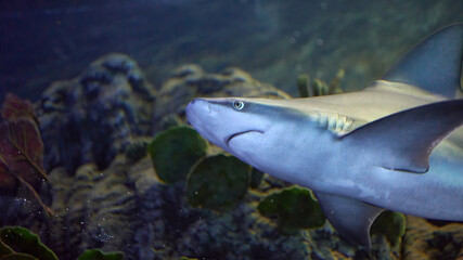 Gray shark (Carcharhinus amblyrhynchos) swimming near marine vegetation and stones among other fish