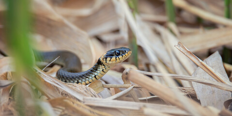 The grass snake Natrix natrix crawls in the reeds and looks for food.