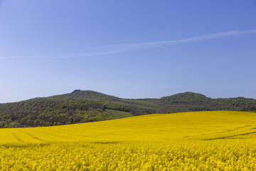 Fototapeta premium RAps 