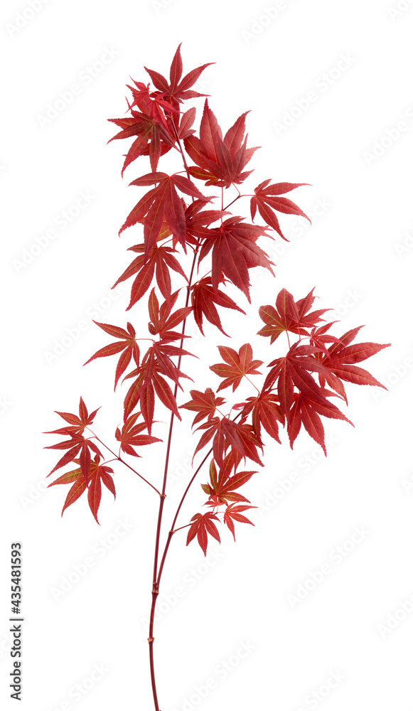 Wall mural japanese maple tree acer palmatum with dark red leaves isolated on white background