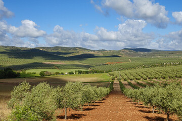 Fototapeta na wymiar View of large agricultural areas of olive trees in the Andalusian countryside (Spain)
