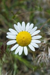 Obraz premium Closeup daisy flower in nature.