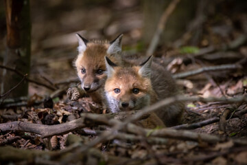 Fuchswelpe im Wald