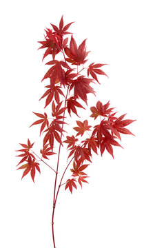 Japanese maple tree Acer palmatum with dark red leaves isolated on white background
