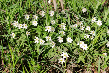 Beautiful forest spring flowers, white snowdrop covering the forest with a white floral carpet under the warm evening light
