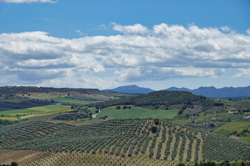 Fototapeta premium Background with fields of different crops and colors in Andalusia (Spain)
