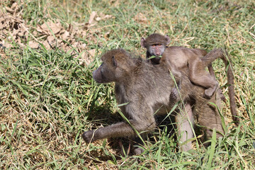 Bärenpavian / Chacma baboon / Papio ursinus.....