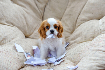 little puppy dog cavalier king charles spaniel sitting on a chair and tearing paper