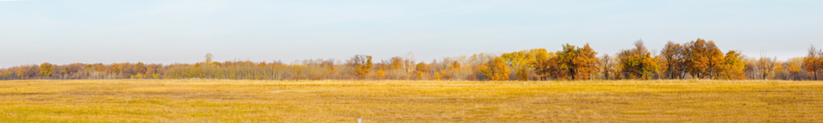 Panorama Autumn forest in front of a meadow against a blue sky. Autumn landscape