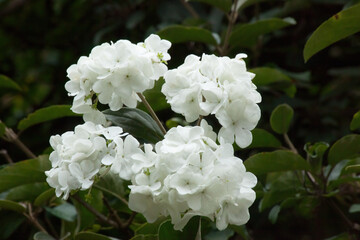 White Hydrangea on a bush