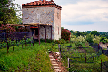 Springtime panorama of the vineyards in the hilly winery Region of Novarese (Piedmont, Northern Italy); this area is famous for its valuable red wines, like Ghemme and Gattinara (Nebbiolo grapes).