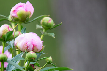 Close up of pink peonies ready to bloom © Michael O'Neill