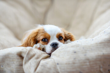 little puppy dog cavalier king charles spaniel sliping on a chair