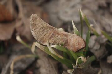 maple