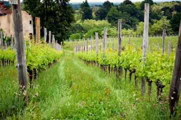 Springtime panorama of the vineyards in the hilly winery Region of Novarese (Piedmont, Northern Italy); this area is famous for its valuable red wines, like Ghemme and Gattinara (Nebbiolo grapes).