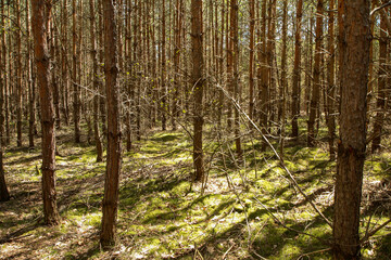 The picture from the natural park Kersko-Bory by the town of Písty in Czech Republic. The beautiful fresh pine Wood with moss on the ground with sandy footpaths. 