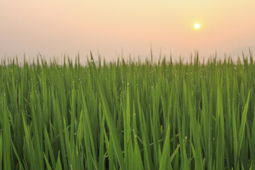 Obraz premium Beautiful green rice field in the morning.