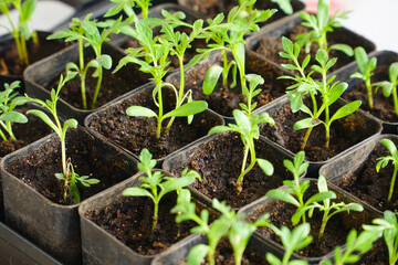 Rotating Young green seedlings in small pots