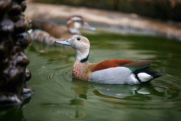 duck in the pond, Brazilian teal, Brazilian duck (Amazonetta brasiliensis) swimming in the pond