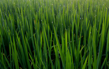 Fototapeta na wymiar Beautiful green rice field in the morning.