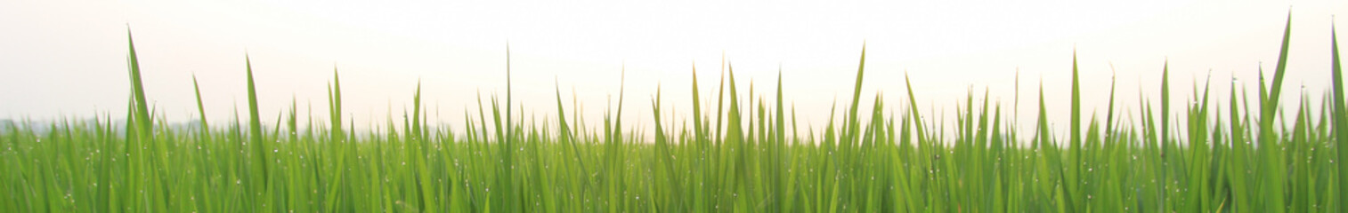 Beautiful green rice field in the morning.