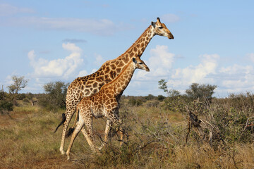 Giraffe / Giraffe / Giraffa camelopardalis.