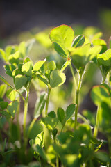green leaves of a Fenugreek, Trigonella foenum-graecum plant on the background of the sun