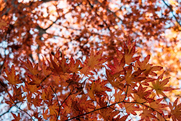 red autumn leaves