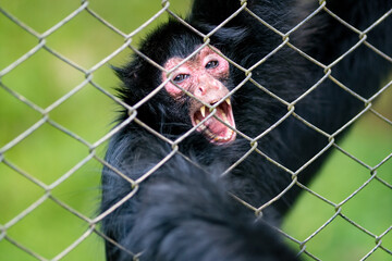 Macaco