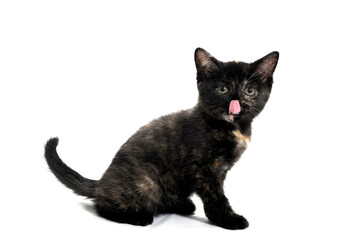 a striped purebred kitten sits on a white background