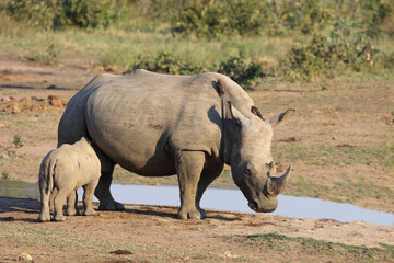 Fototapeta premium Breitmaulnashorn und Rotschnabel-Madenhacker / Square-lipped rhinoceros and Red-billed oxpecker / Ceratotherium Simum et Buphagus erythrorhynchus.