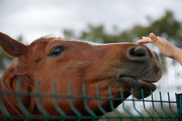 a hand caresses a horse's face