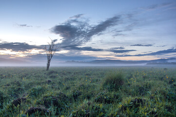lone tree in the field at sunset with mist over field