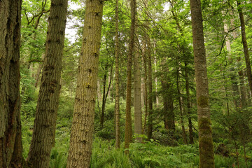 trees in the forest