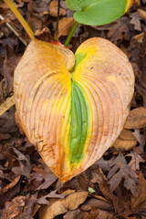 Hosta leaves changing colors