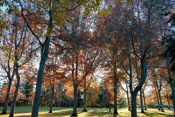 autumn in the park